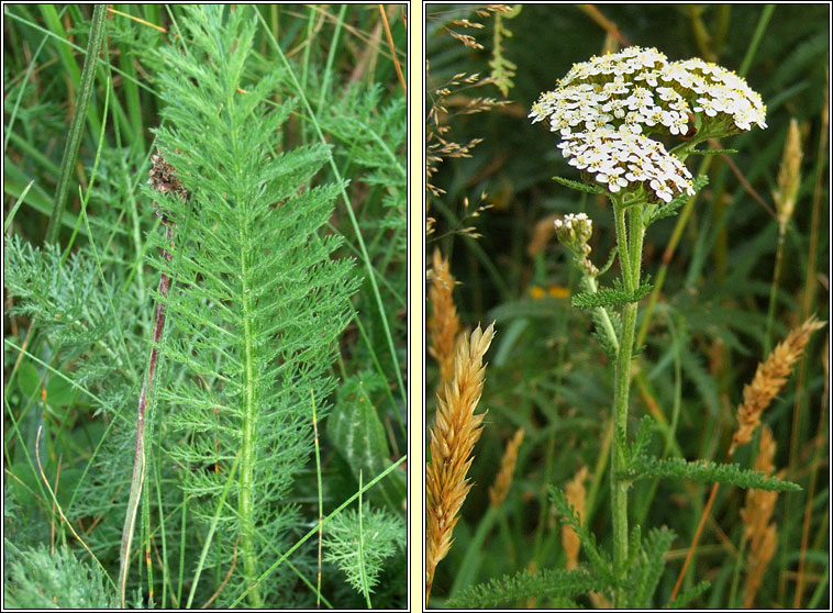 Yarrow, Achillea millefolium, Athair thaln