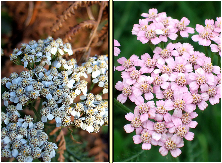 Yarrow, Achillea millefolium, Athair thaln