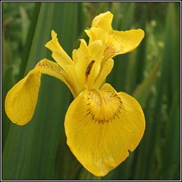 Yellow Flag Iris, Iris pseudacorus, Feileastram