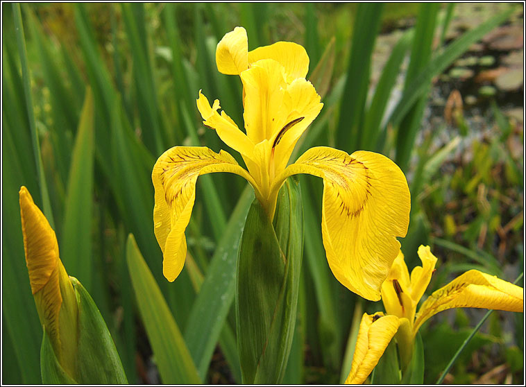 Yellow Flag Iris, Iris pseudacorus, Feileastram