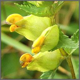 Yellow-rattle, Rhinanthus minor, Gliogrn