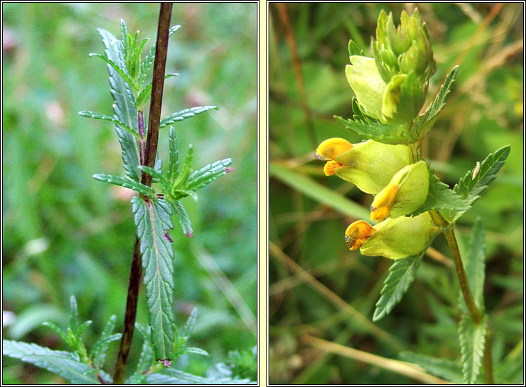 Yellow Rattle, Rhinanthus minor, Gliogrn