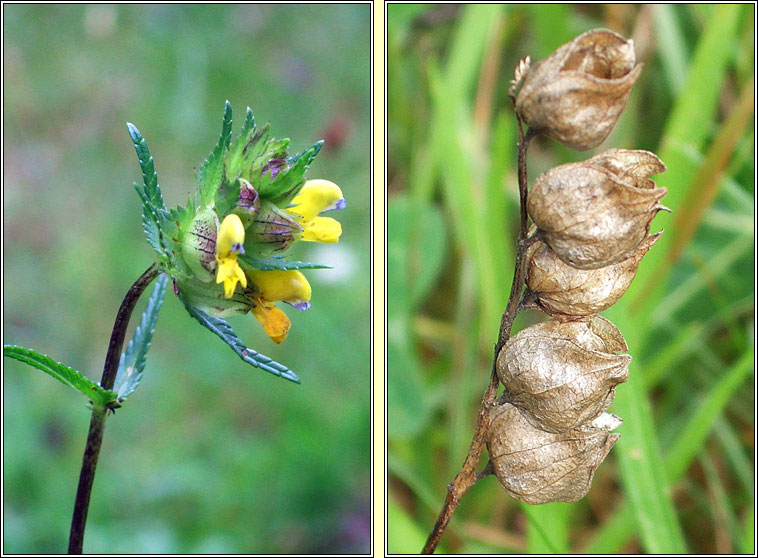 Yellow Rattle, Rhinanthus minor, Gliogrn