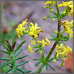 Lady's Bedstraw, Galium verum, Boladh cnis