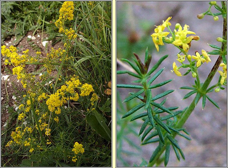 Lady's Bedstraw, Galium verum, Boladh cnis