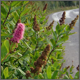 Bridewort, Spiraea salicifolia, Brdeach