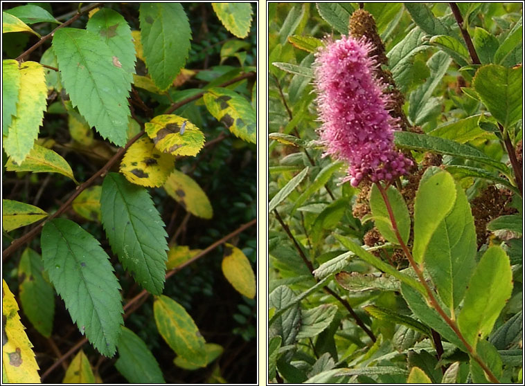 Bridewort, Spiraea salicifolia, Brdeach