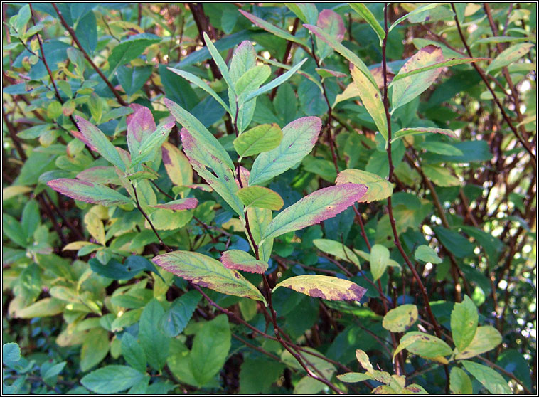 Bridewort, Spiraea salicifolia, Brdeach