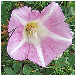 Sea Bindweed, Calystegia soldanella, Plr an phrionsa