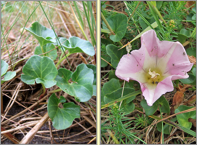 Sea Bindweed, Calystegia soldanella, Plr an phrionsa