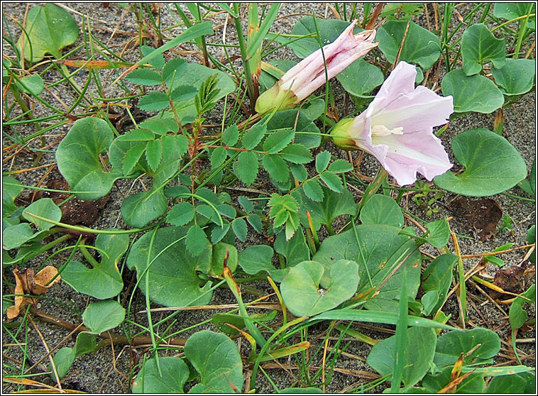 Sea Bindweed, Calystegia soldanella, Plr an phrionsa