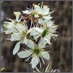 Blackthorn, Prunus spinosa, Draighean