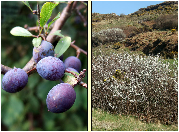 Blackthorn, Prunus spinosa, Draighean