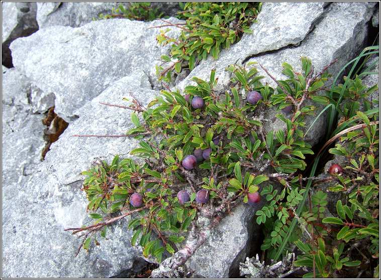 Blackthorn, Prunus spinosa, Draighean