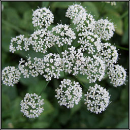 Ground Elder, Aegopodium podagraria, Lus an easpaig