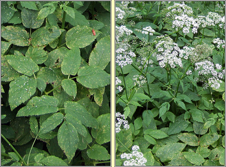 Ground Elder, Aegopodium podagraria, Lus an easpaig