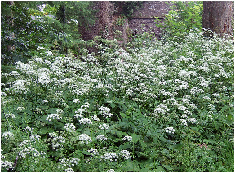 Ground Elder, Aegopodium podagraria, Lus an easpaig