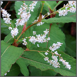 Himalayan Knotweed, Koenigia polystachya, Glineach spceach