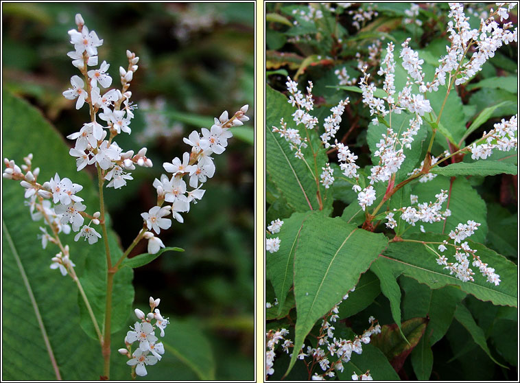 Himalayan Knotweed, Koenigia polystachya, Glineach spceach