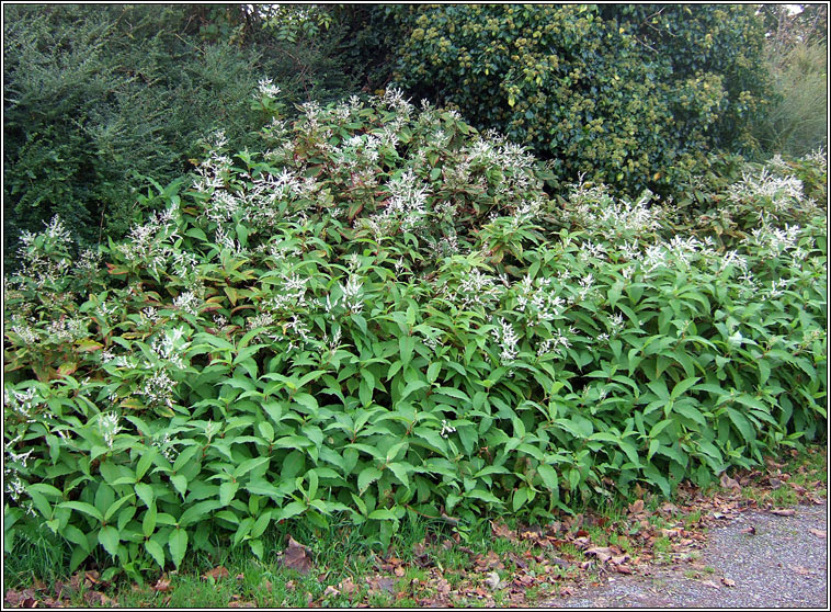 Himalayan Knotweed, Koenigia polystachya, Glineach spceach