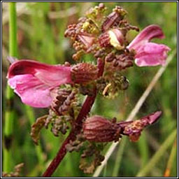Marsh Lousewort, Pedicularis palustris, Milseán móna