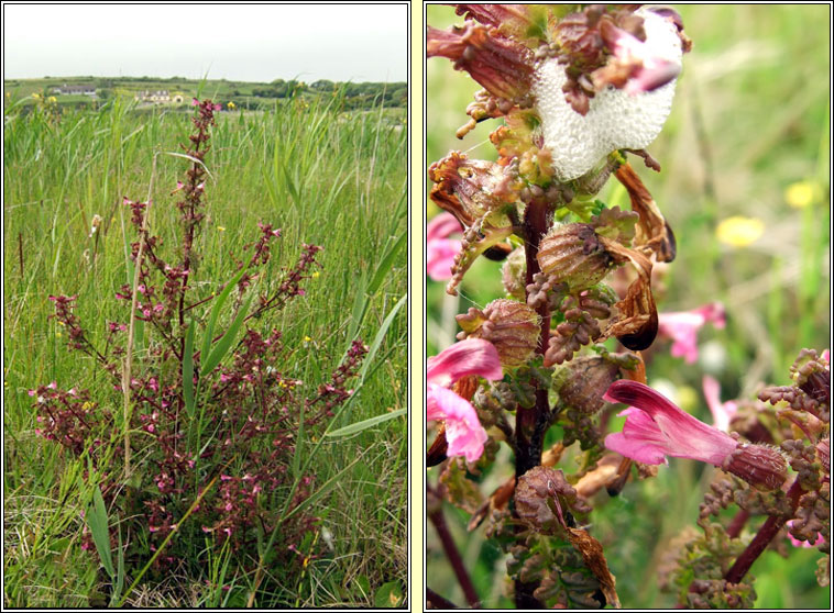 Marsh Lousewort, Pedicularis palustris, Milsen mna