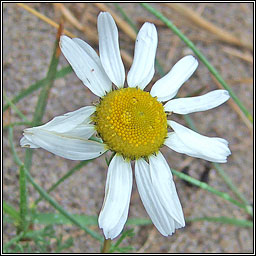 Sea Mayweed, Tripleurospermum maritimum, Lus Bealtaine mara