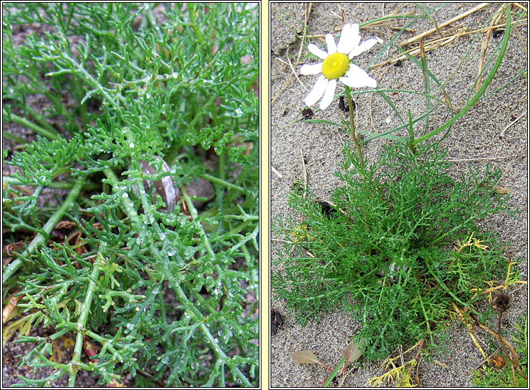 Sea Mayweed, Tripleurospermum maritimum, Lus Bealtaine mara