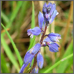 Common Milkwort, Polygala vulgaris, Lus an bhainne