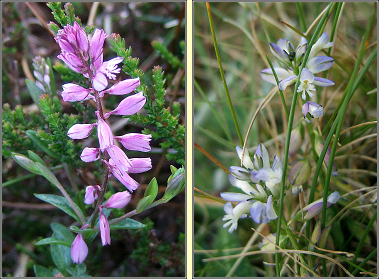 Common Milkwort, Polygala vulgaris, Lus an bhainne