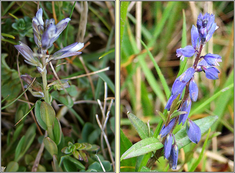 Common Milkwort, Polygala vulgaris, Lus an bhainne