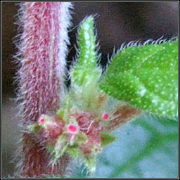 Pellitory-of-the-wall, Parietaria judaica, Feabhrad