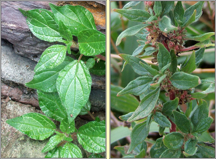 Pellitory-of-the-wall, Parietaria judaica, Feabhrad