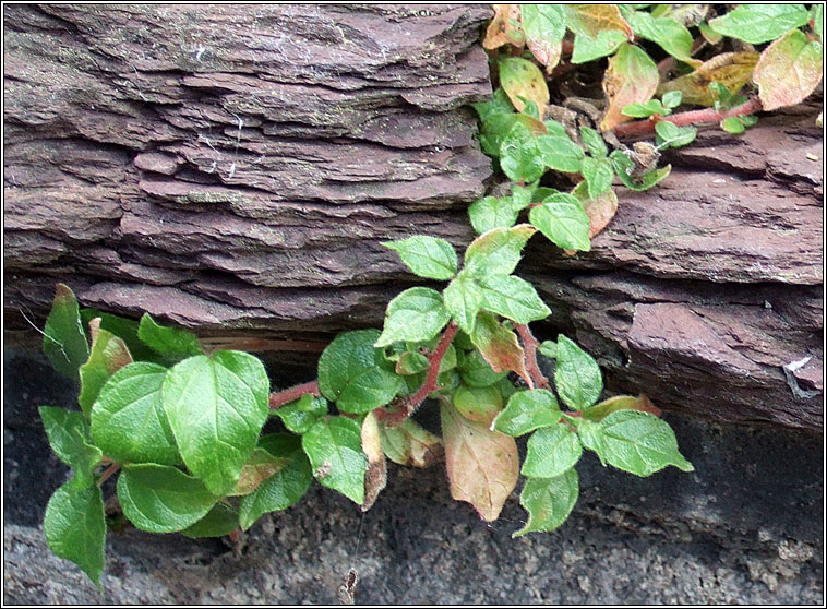 Pellitory-of-the-wall, Parietaria judaica, Feabhrad