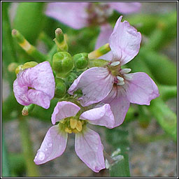 Sea Rocket, Cakile maritima, Cearrbhacn mara