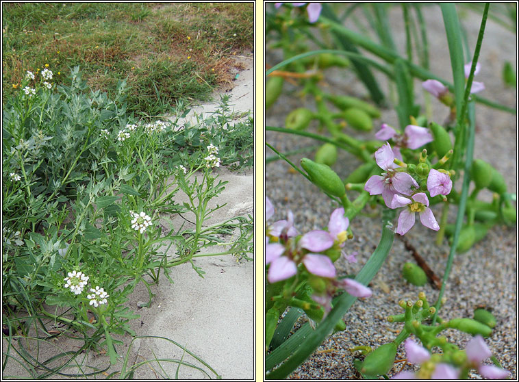 Sea Rocket, Cakile maritima, Cearrbhacn mara