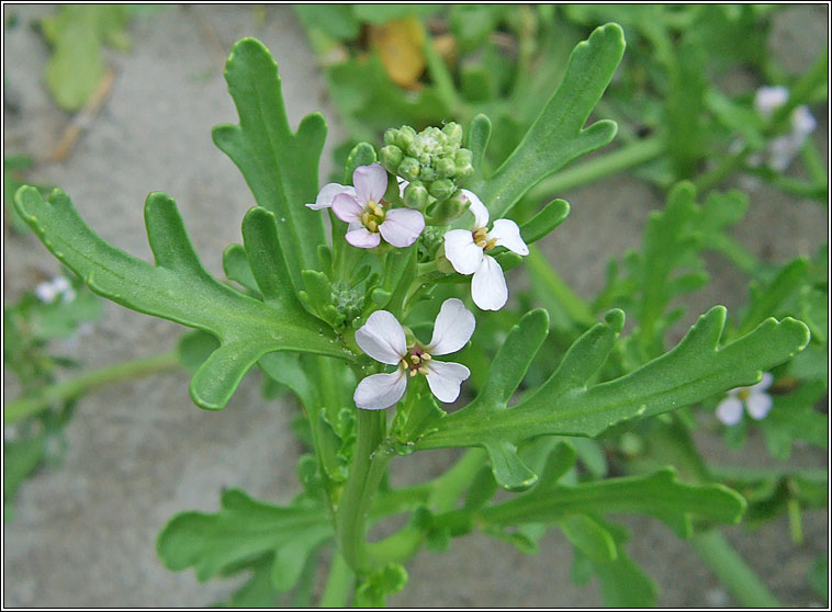 Sea Rocket, Cakile maritima, Cearrbhacn mara