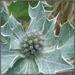 Sea-holly, Eryngium maritimum, Cuileann tr