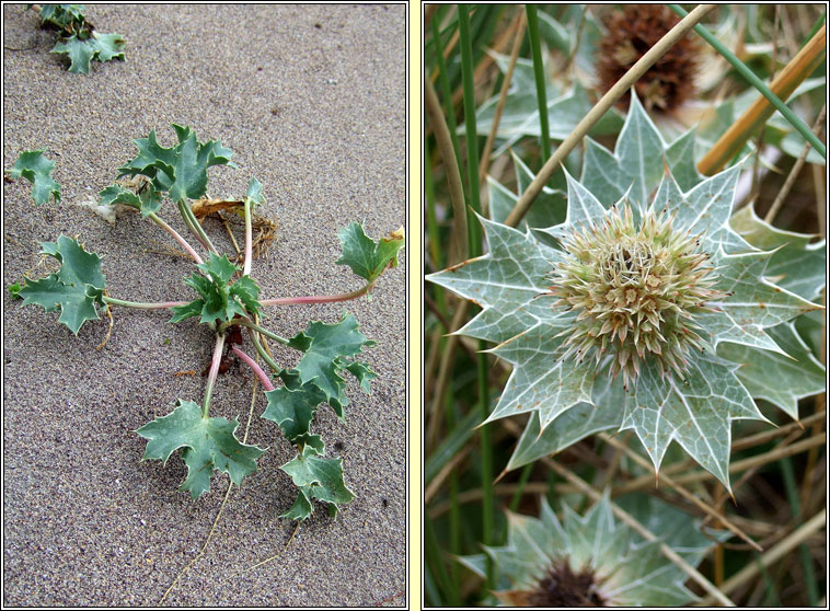 Sea Holly, Eryngium maritimum, Cuileann tr