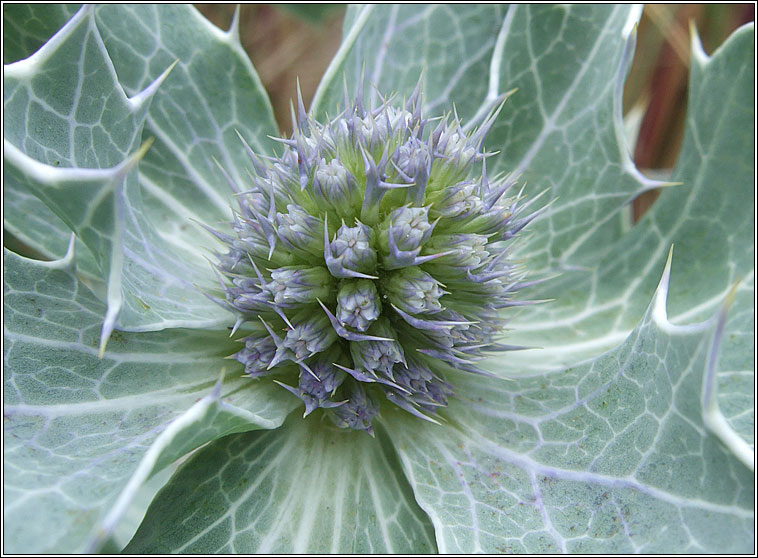 Sea-holly, Eryngium maritimum, Cuileann tr