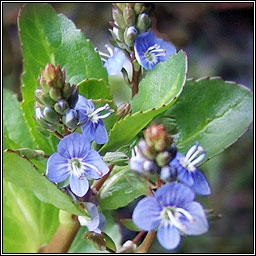 Brooklime, Veronica beccabunga, Lochall