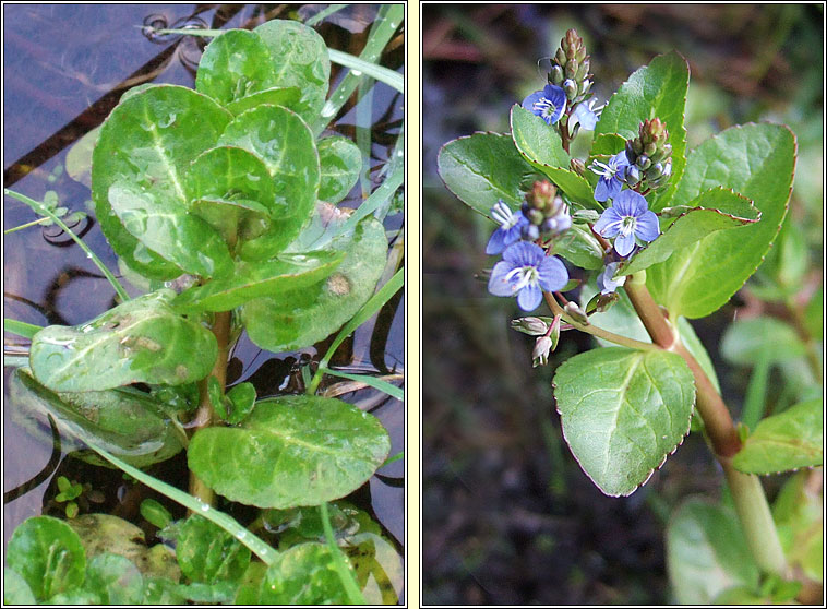 Brooklime, Veronica beccabunga, Lochall