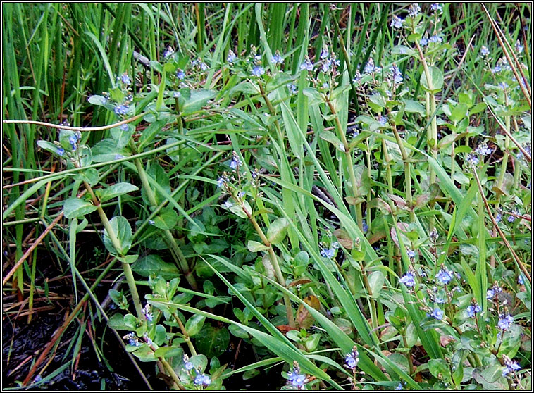 Brooklime, Veronica beccabunga, Lochall