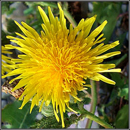 Perennial Sow-thistle, Sonchus arvensis, Bleachtn lana