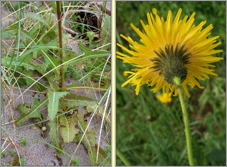 Perennial Sow-thistle, Sonchus arvensis, Bleachtn lana