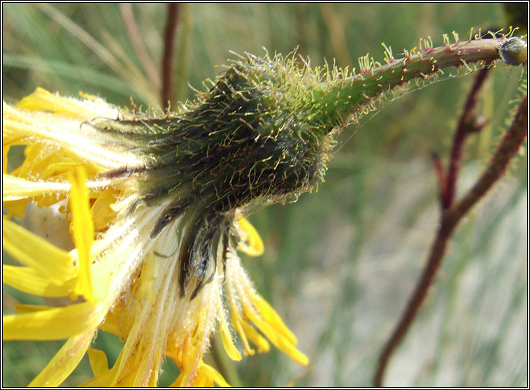 Perennial Sow-thistle, Sonchus arvensis, Bleachtn lana