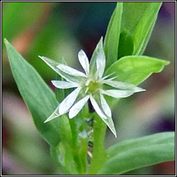 Bog Stitchwort, Stellaria alsine, Tursarraing mhna