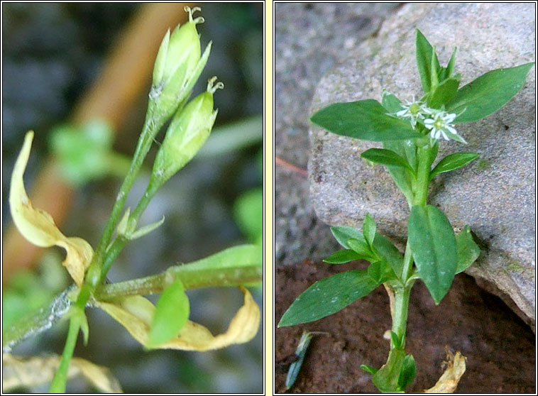 Bog Stitchwort, Stellaria alsine, Tursarraing mhna