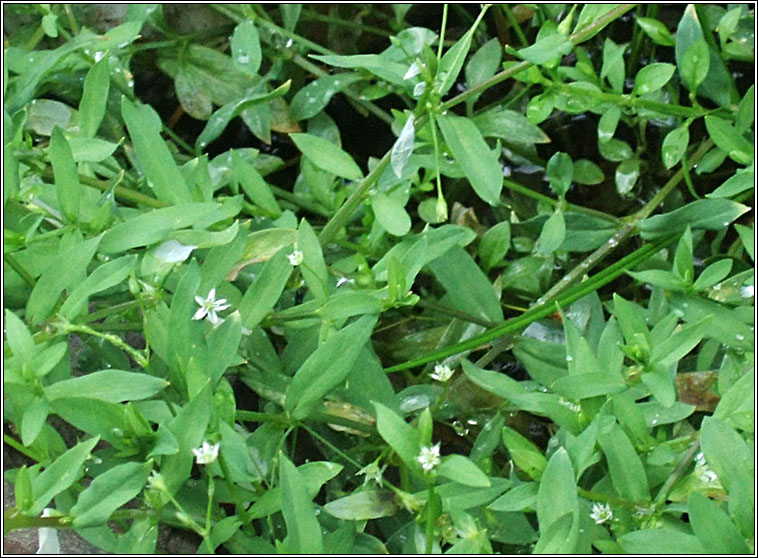 Bog Stitchwort, Stellaria alsine, Tursarraing mhna