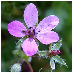 Common Stork's-bill, Erodium cicutarium, Creagach